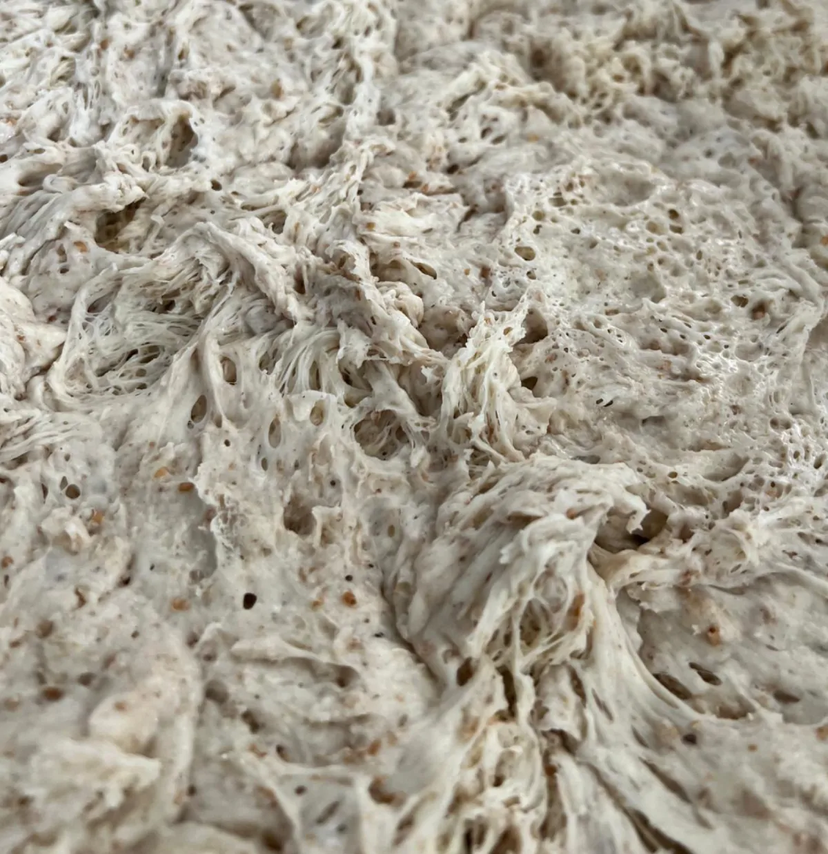 Dettaglio dell’impasto biga durante la maturazione
